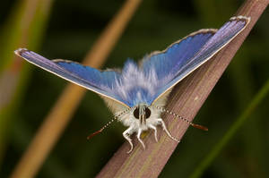 common blue