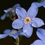 forget-me-not