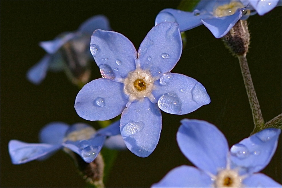 forget-me-not