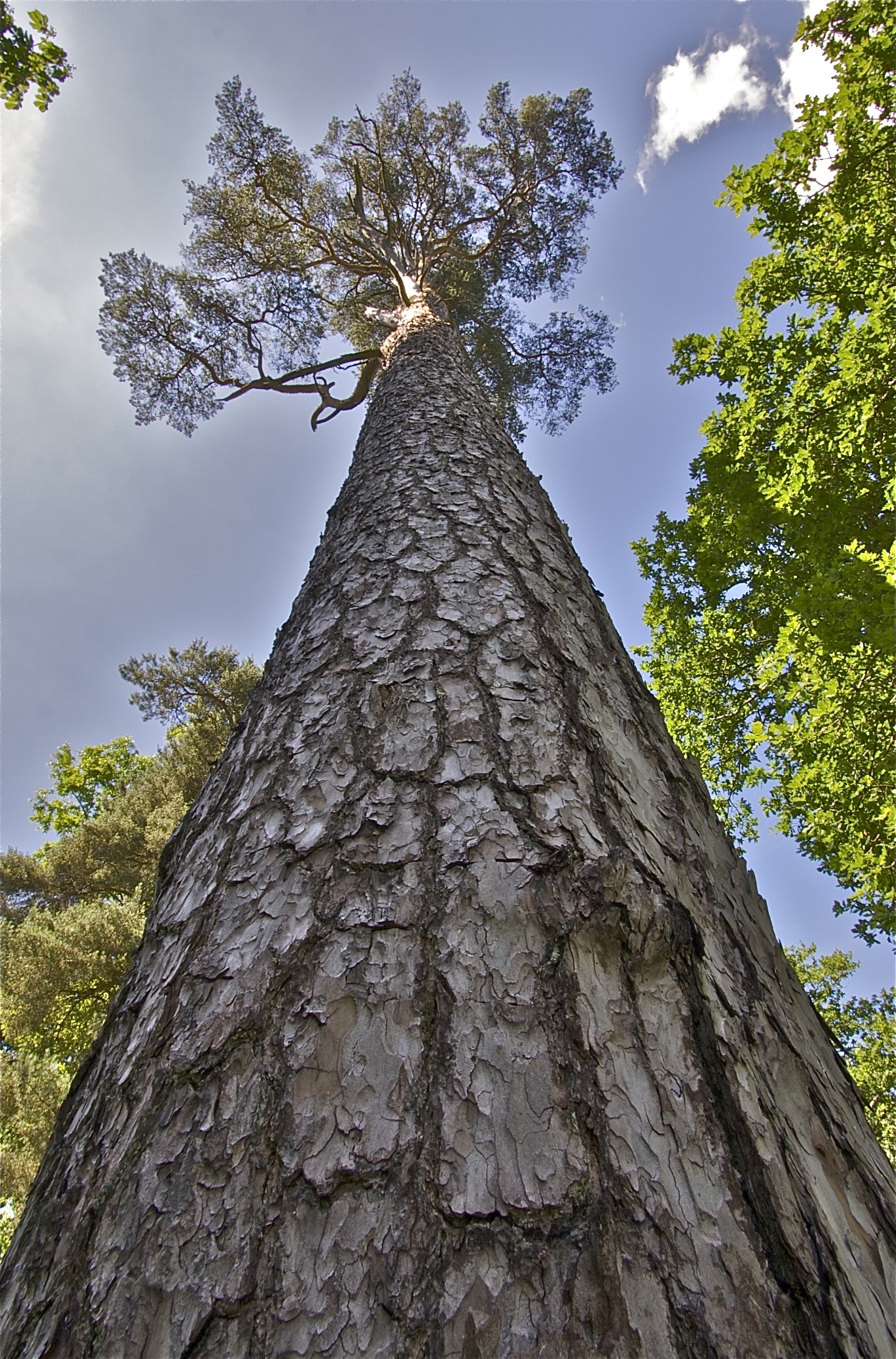 scots pine