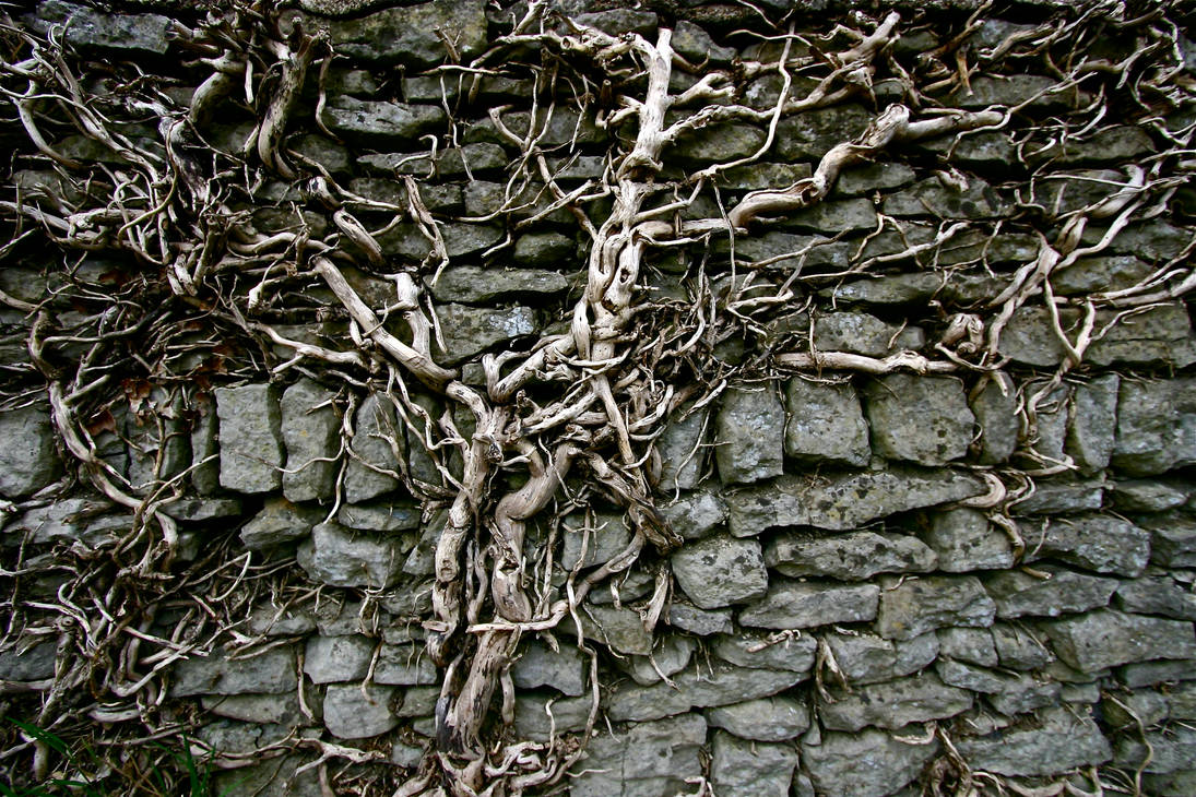 Сухой плющ. Плющ древовидный. Руины плющ. Плющ обвивает дерево. Лианы на стене.