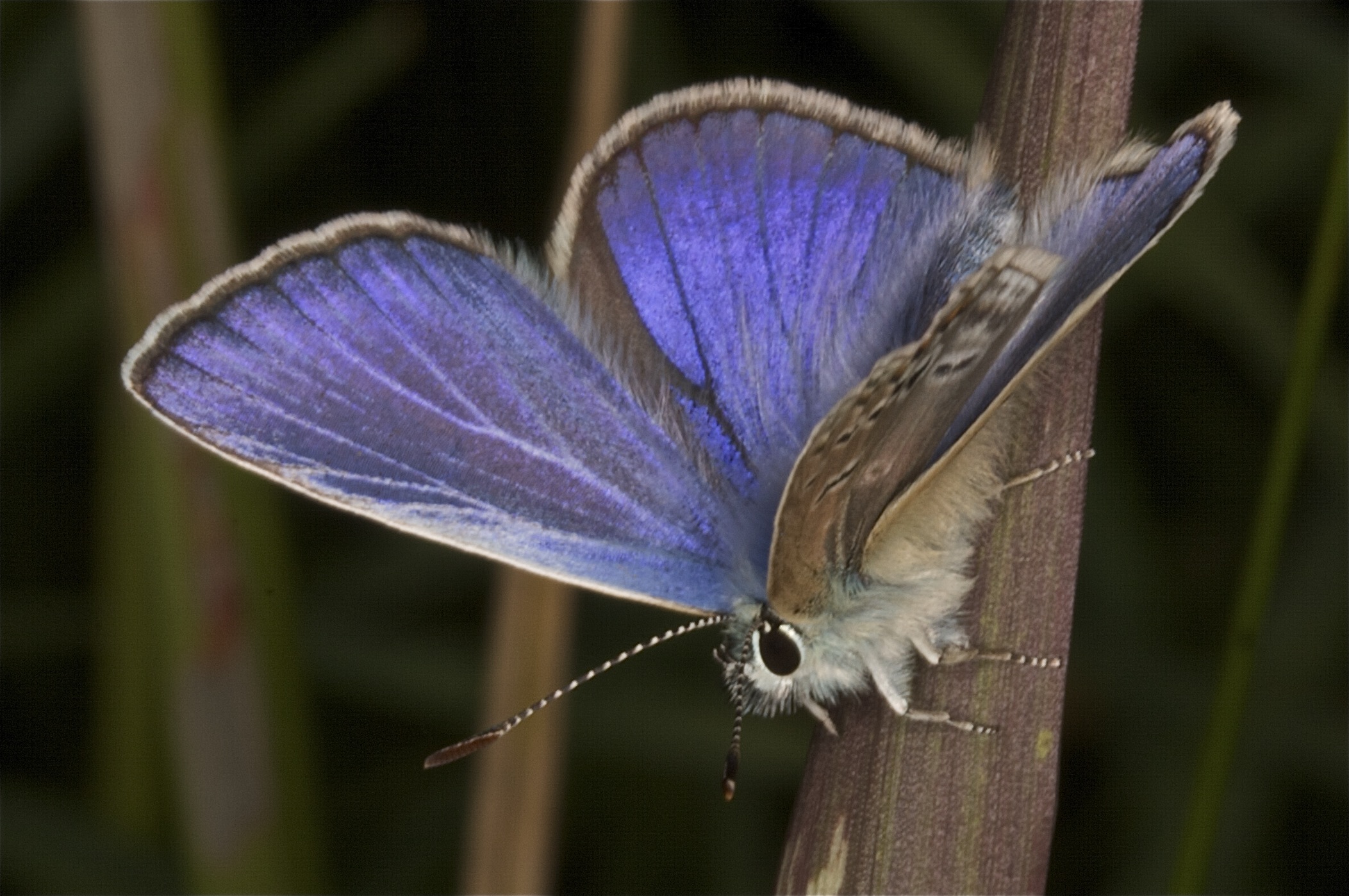 common blue II