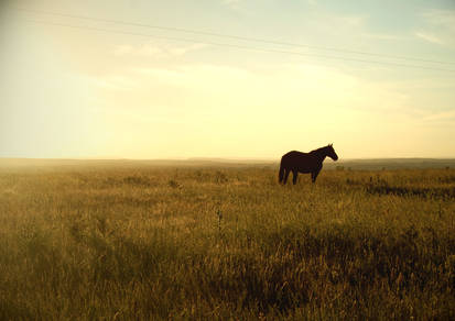 Lone horse.