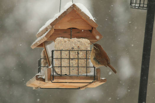 Bird feeder friends