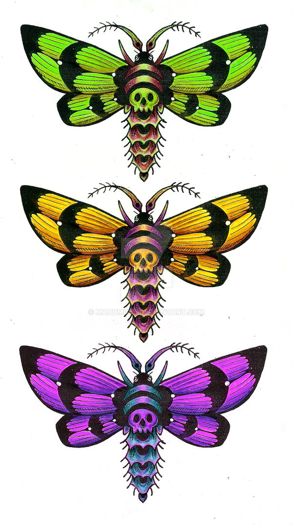 Moth Variations Moth variations by maddmoll on DeviantArt