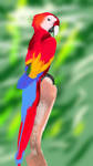 Photo Study- Macaw Speedpaint by AClockworkKitten