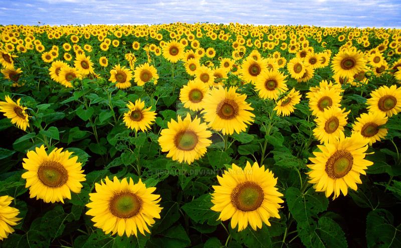 Sunflower fields