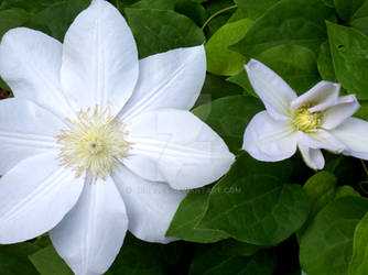 White small flowers