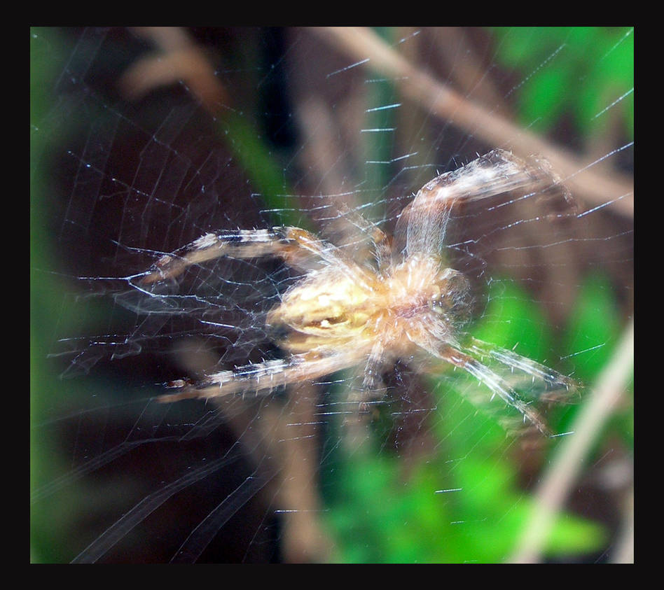 Spider movement by Vijay2023 on DeviantArt