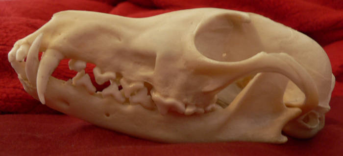 Stock photo/anatomy reference: Red fox skull