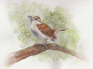 Carolina Wren Watercolor