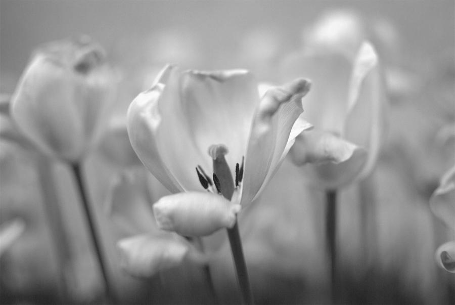 Flowers black and white