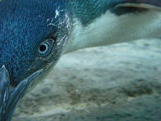 Swimming Penguin