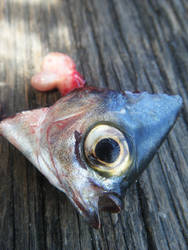 Fish Head