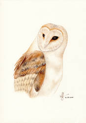 Watercolor Barn Owl