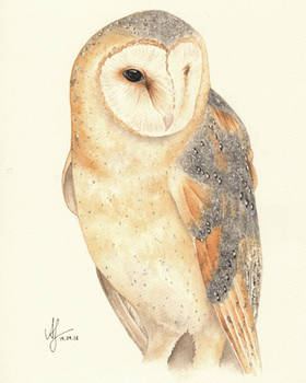 Watercolor Barn Owl Feliz