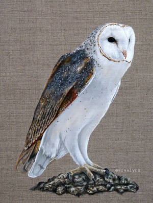 Acrylic Barn Owl Painting Behold