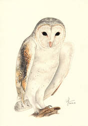 Watercolor Barn Owl Fred