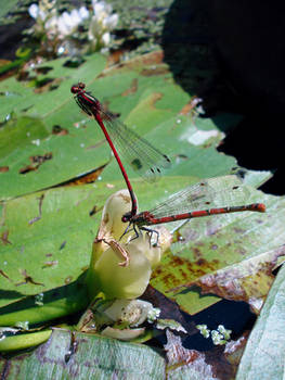 Pyrrhosoma Nymphula