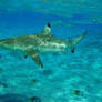 Shark at Bora Bora