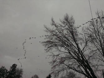 Geese leaving before the snow flies