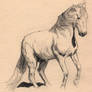 horse sketch