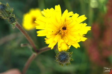 Yellow flower O.o