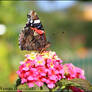 butterfly in my garden 2