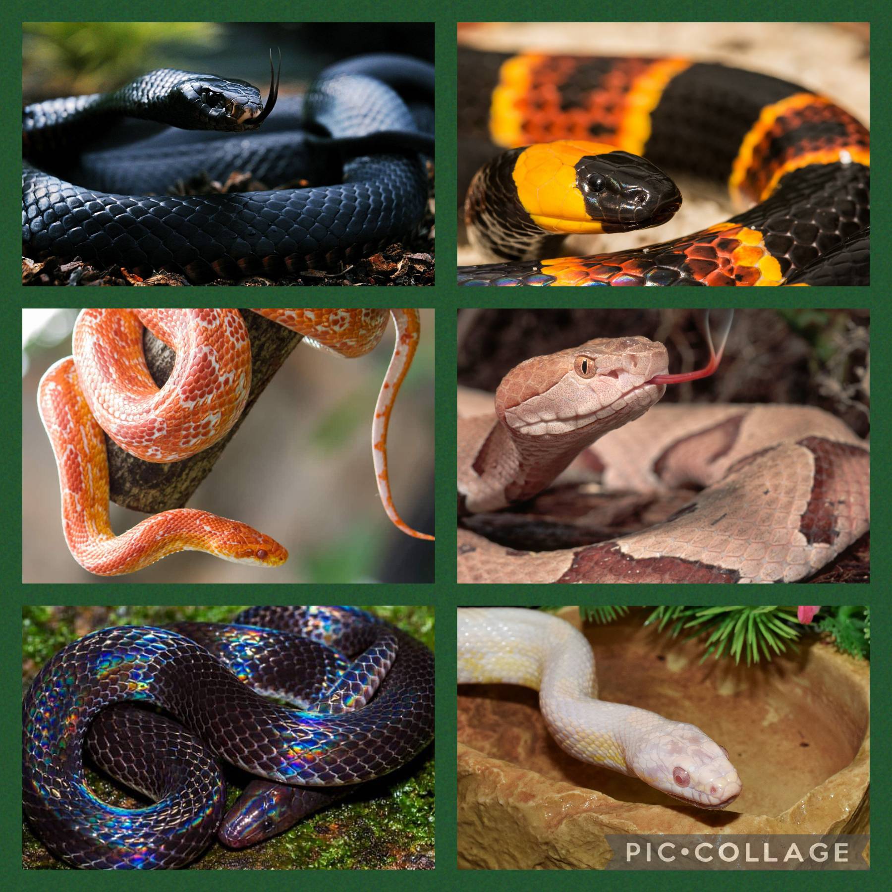 Puthon Snake Collage Snake collage by Multishippingfangirl on DeviantArt