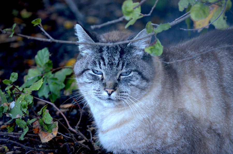 Sliver Blue Eyed Cat