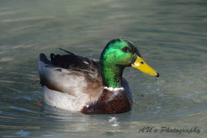 Picture Perfect Duck