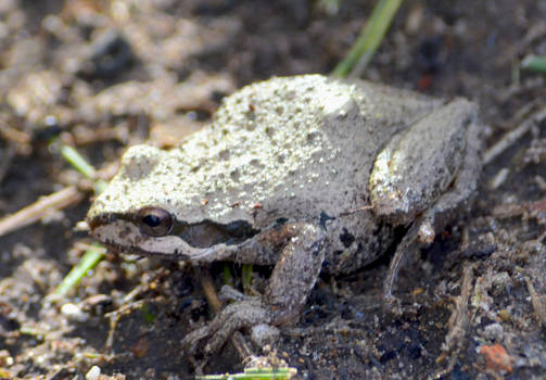 Tiny Frog