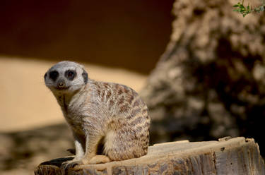 Meerkat on Watch