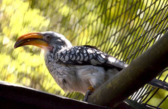 Yellow Billed Hornbill