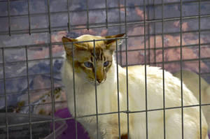 Balinese Cat Red Point