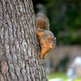 Clinging Squirrel