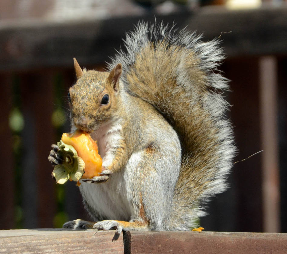 Squirrel and Persimmon