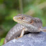 Lizard On Birdbath