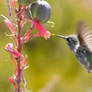 Hummingbird at Red Yucca