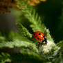 Ladybug on Yarrow