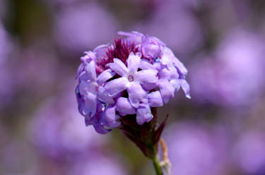 Dreamy Purple Flower