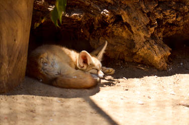 Fennec Fox