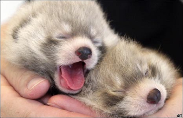 Red Panda babys