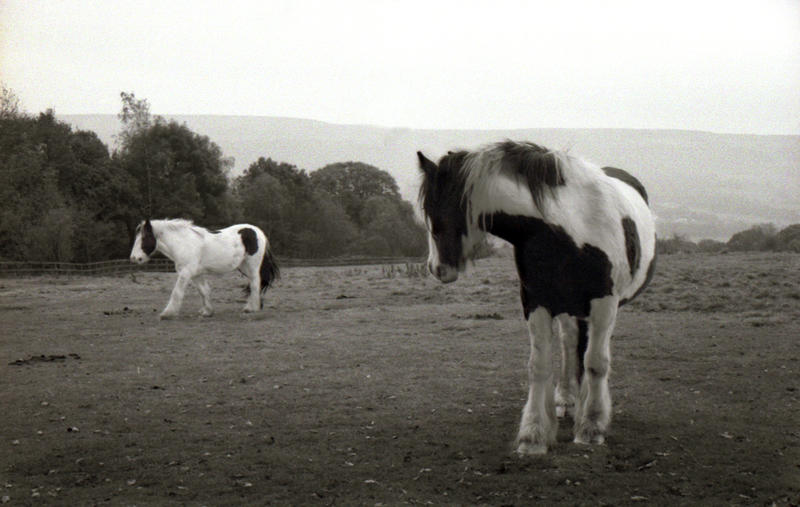 Two Horses