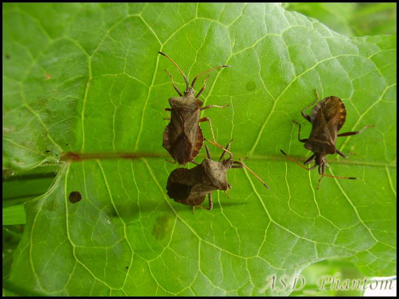 insects2 by ASDPhantom on DeviantArt