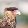 Caracara