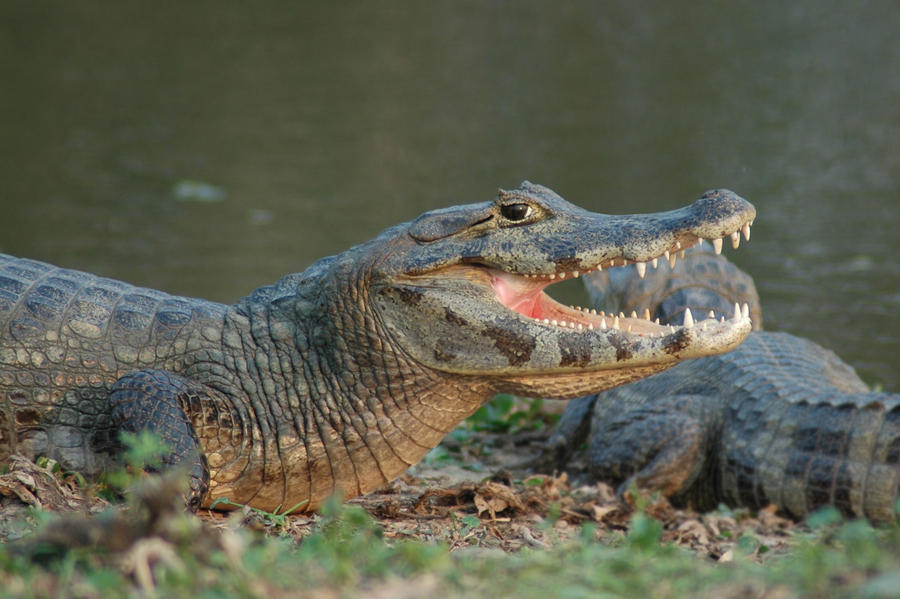 Wild caiman