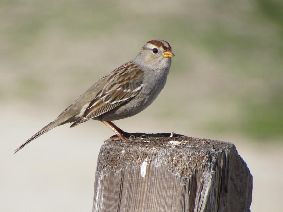 Little Sparrow