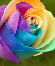 Rainbow Rose