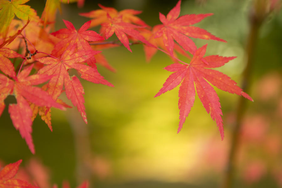 Japanese Maple Leaf by SonjaPhotography on DeviantArt